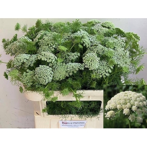 AMMI VIS CASABLANCA