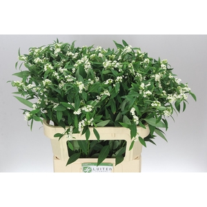 Euphorbia F T Quicksilver