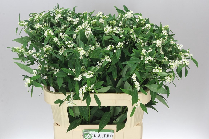 <h4>Euphorbia F T Quicksilver</h4>