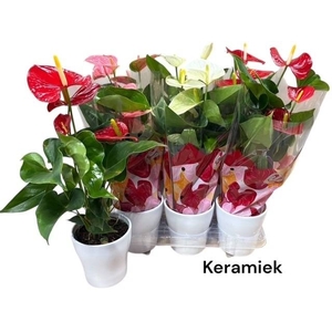 ARR ANTHURIUM