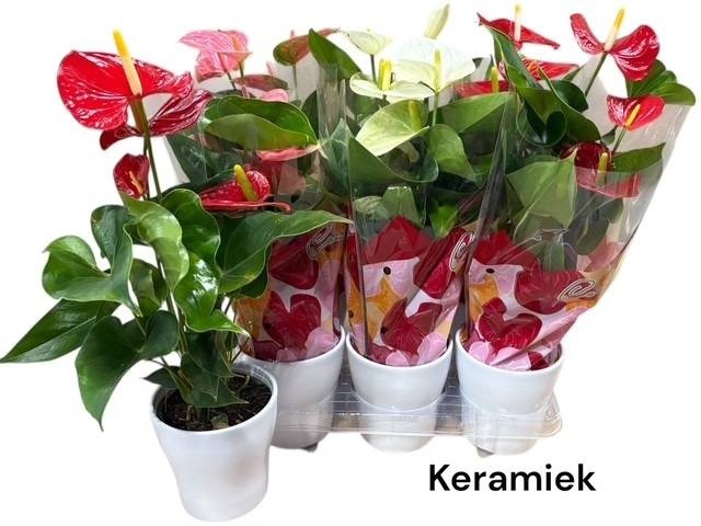 <h4>ARR ANTHURIUM</h4>
