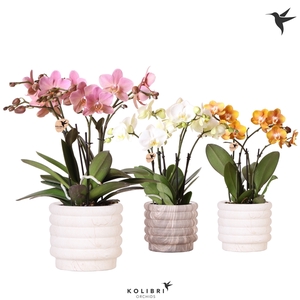 Kolibri Orchids Phalaenopsis Jewel mix in Marble pot mix