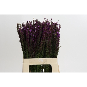 Liatris Callilepis