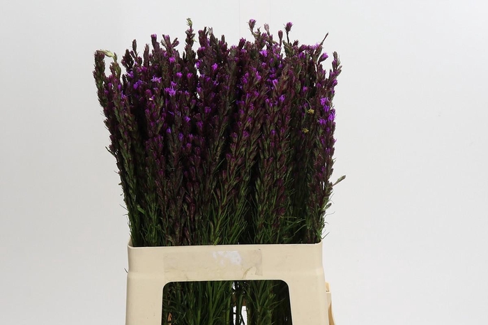 Liatris Callilepis