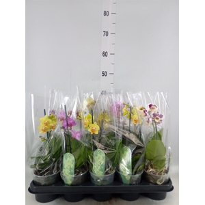 Phalaenopsis multi.   ...mix  3