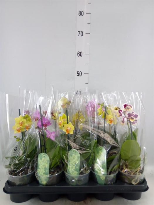 <h4>Phalaenopsis multi. ...mix 3</h4>