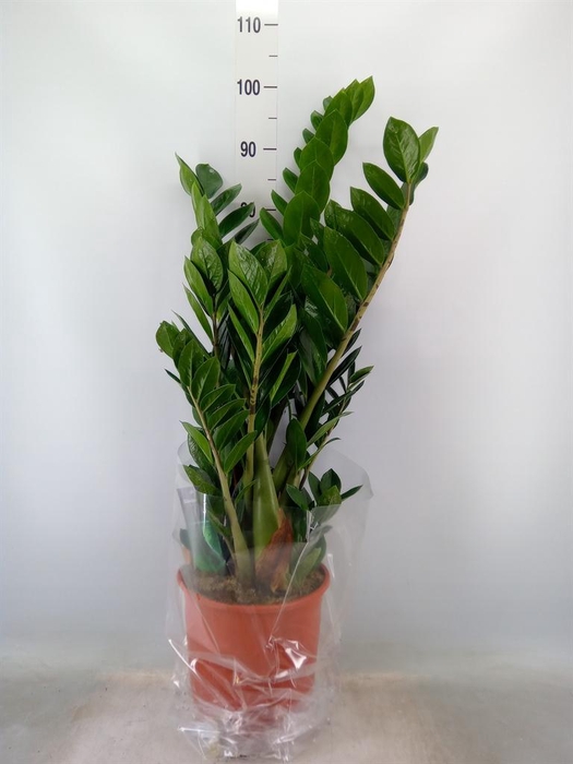 <h4>Zamioculcas zamiifolia</h4>