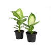 DIEFFENBACHIA VARIADO P15