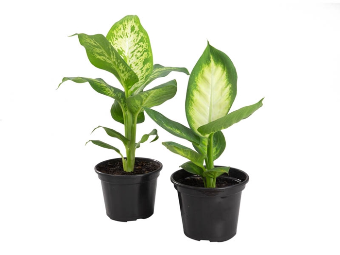 DIEFFENBACHIA VARIADO P15