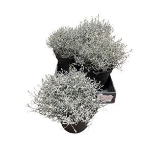 LEUCOPH BROWNII