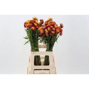 Helichrysum  Oranje 70 cm