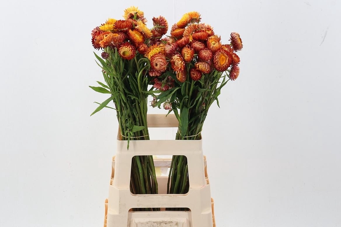 <h4>Helichrysum  Oranje 70 cm</h4>