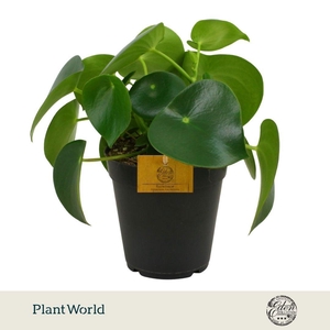 Peperomia Polybotrya 15cm