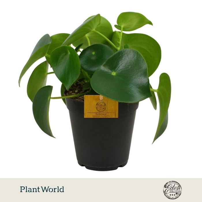 <h4>Peperomia Polybotrya 15cm</h4>