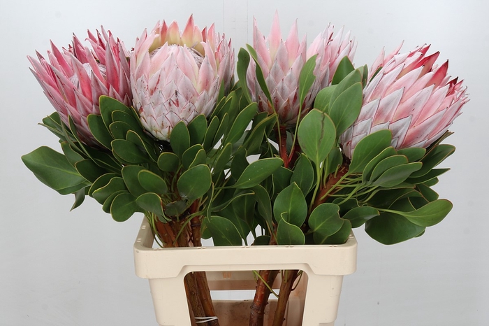 <h4>Protea Cynaroides</h4>