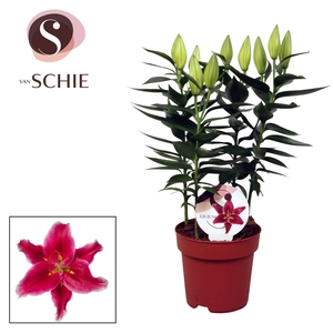Lilium Or Starlight Express 17cm