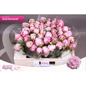 Paeonia Sarah Bernhardt | Heavy Quality