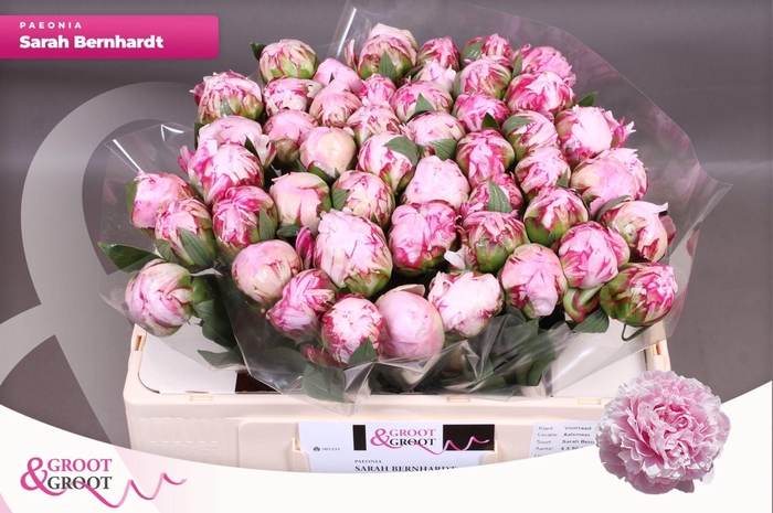 <h4>Paeonia Sarah Bernhardt | Heavy Quality</h4>