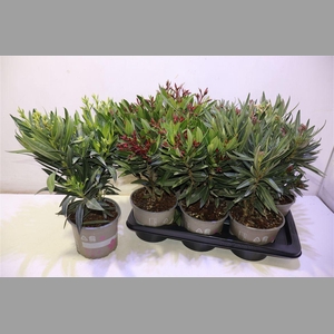 Nerium Oleander Ov Mixtray