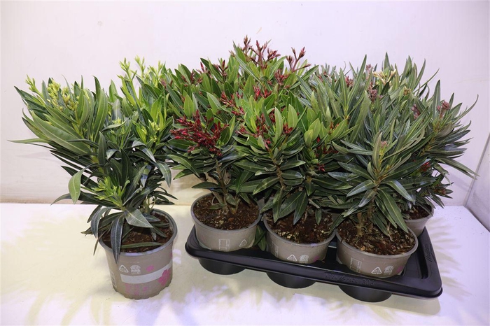 <h4>Nerium Oleander Ov Mixtray</h4>