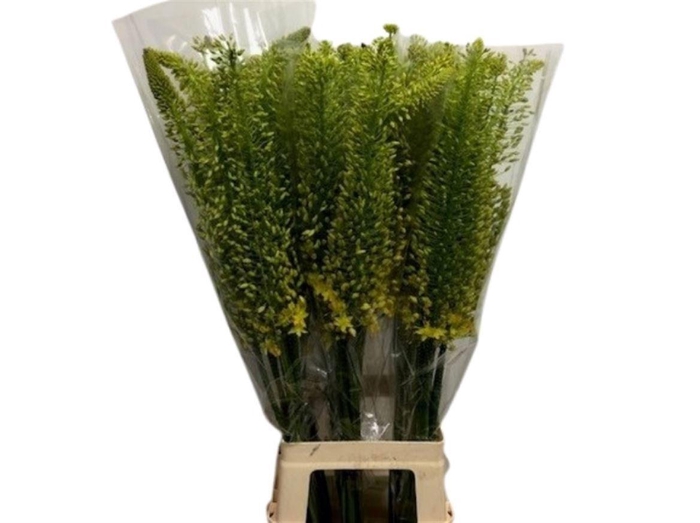 <h4>Eremurus Stenophyllus</h4>