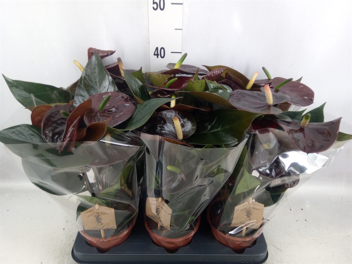 <h4>Anthurium  'Black Love'</h4>