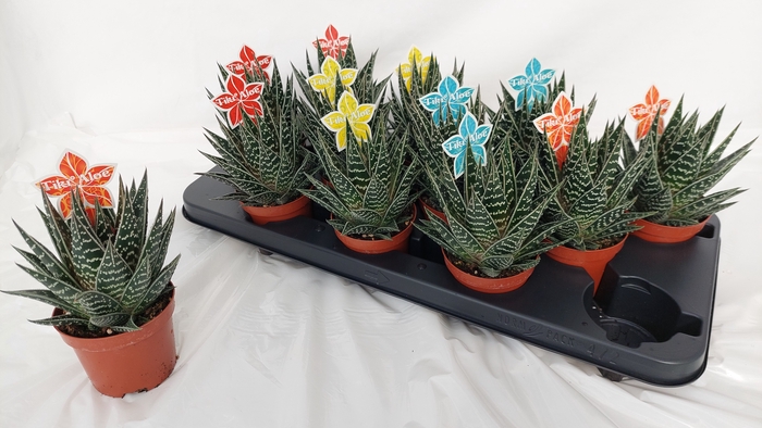 <h4>ALOE TIKI TAHI</h4>