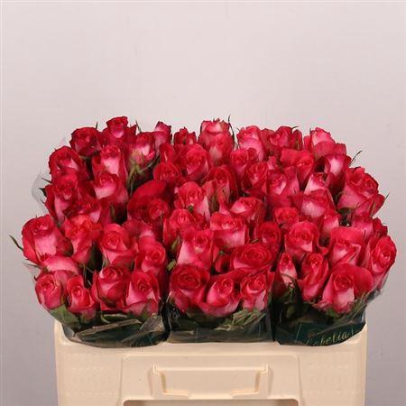 <h4>R Gr Nicoletta</h4>