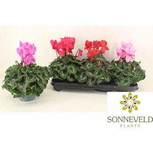 CYCL GR SUP LEOPARDO