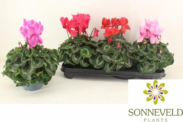 <h4>CYCL GR SUP LEOPARDO</h4>