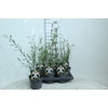 Fargesia nitida 'Black Pearl'