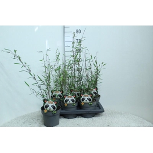 Fargesia nitida 'Black Pearl'