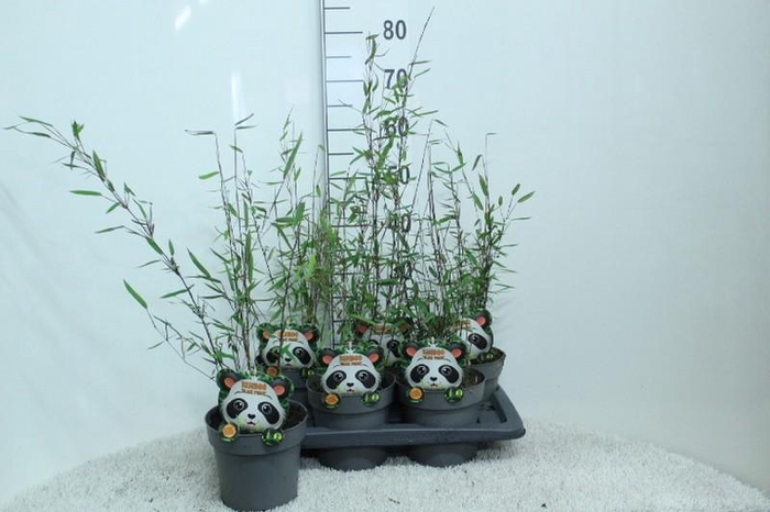 <h4>Fargesia nitida 'Black Pearl'</h4>