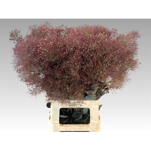 Cotinus C Mag Red Torch