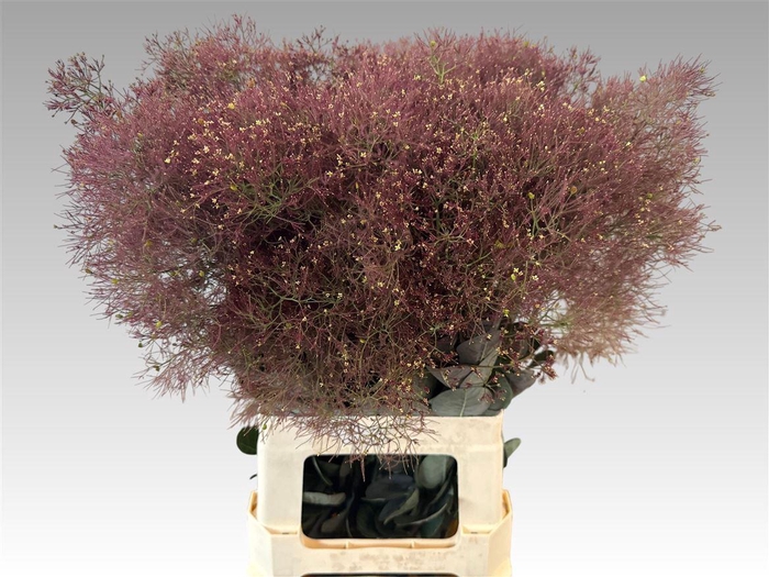 <h4>Cotinus C Mag Red Torch</h4>