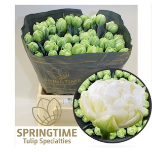 TU DU WHITE MOUNTAIN