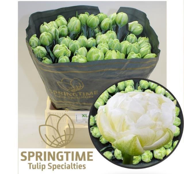 <h4>TU DU WHITE MOUNTAIN</h4>