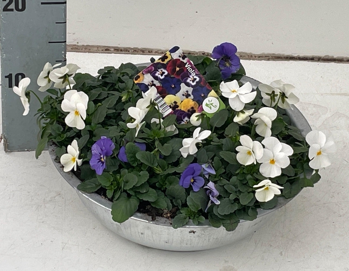 <h4>VIO CO SOR XP GEM</h4>