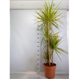 Dracaena marg. 'Sunray'