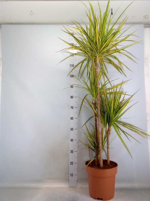 <h4>Dracaena marg. 'Sunray'</h4>