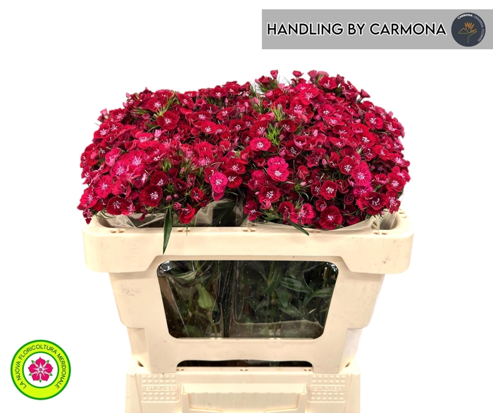 <h4>DI BARB JOLLY BRE</h4>