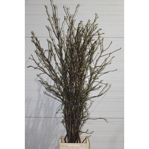 MAGNOLIA GRANDIFLORA