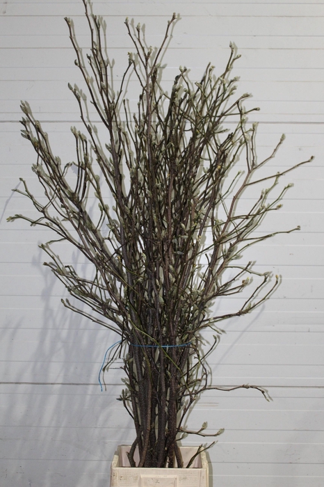 <h4>MAGNOLIA GRANDIFLORA</h4>