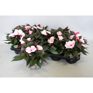 Impatiens N.G.ClockWork DL Appleblossom