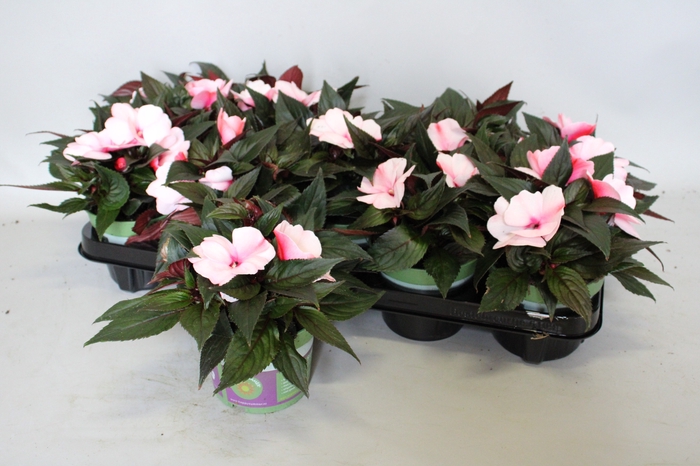 <h4>Impatiens N.G.ClockWork DL Appleblossom</h4>