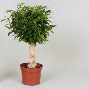 Ficus benjamina jute stam