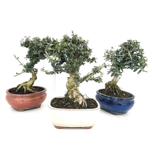 Olea sylvestris, pot 16cm.