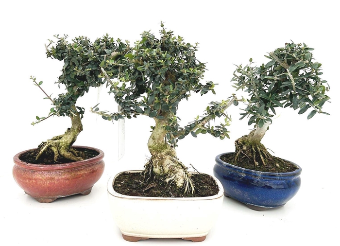 <h4>Olea sylvestris, pot 16cm.</h4>