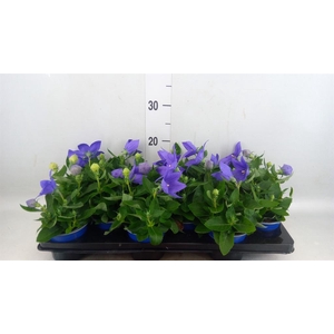 Platycodon grand. 'Astra Blue'