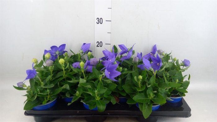 <h4>Platycodon grand. 'Astra Blue'</h4>